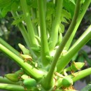 papaya tree source image